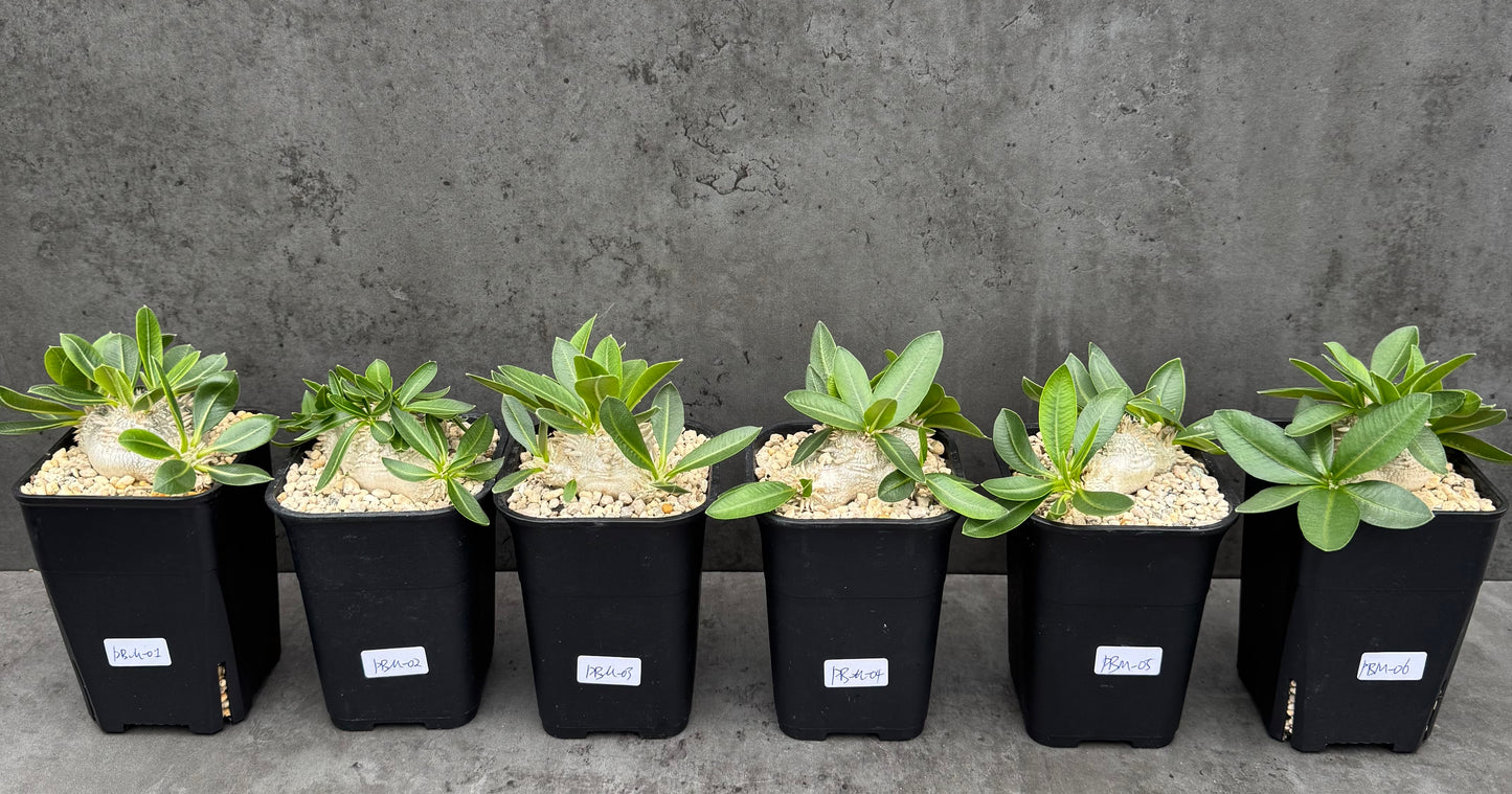 Pachypodium brevicaule - wurzelecht 7cm