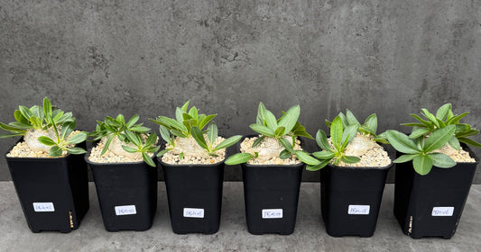 Pachypodium brevicaule - wurzelecht 7cm