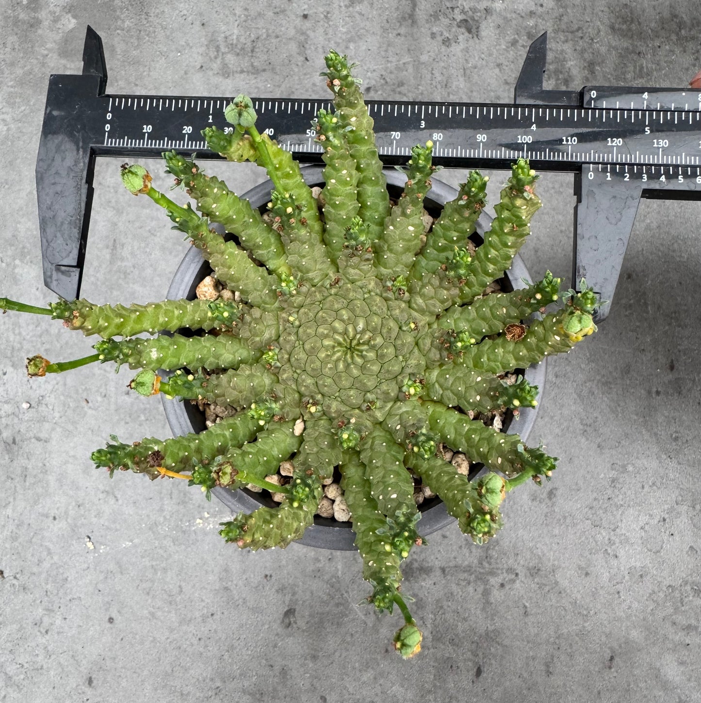 Euphorbia gorgonis