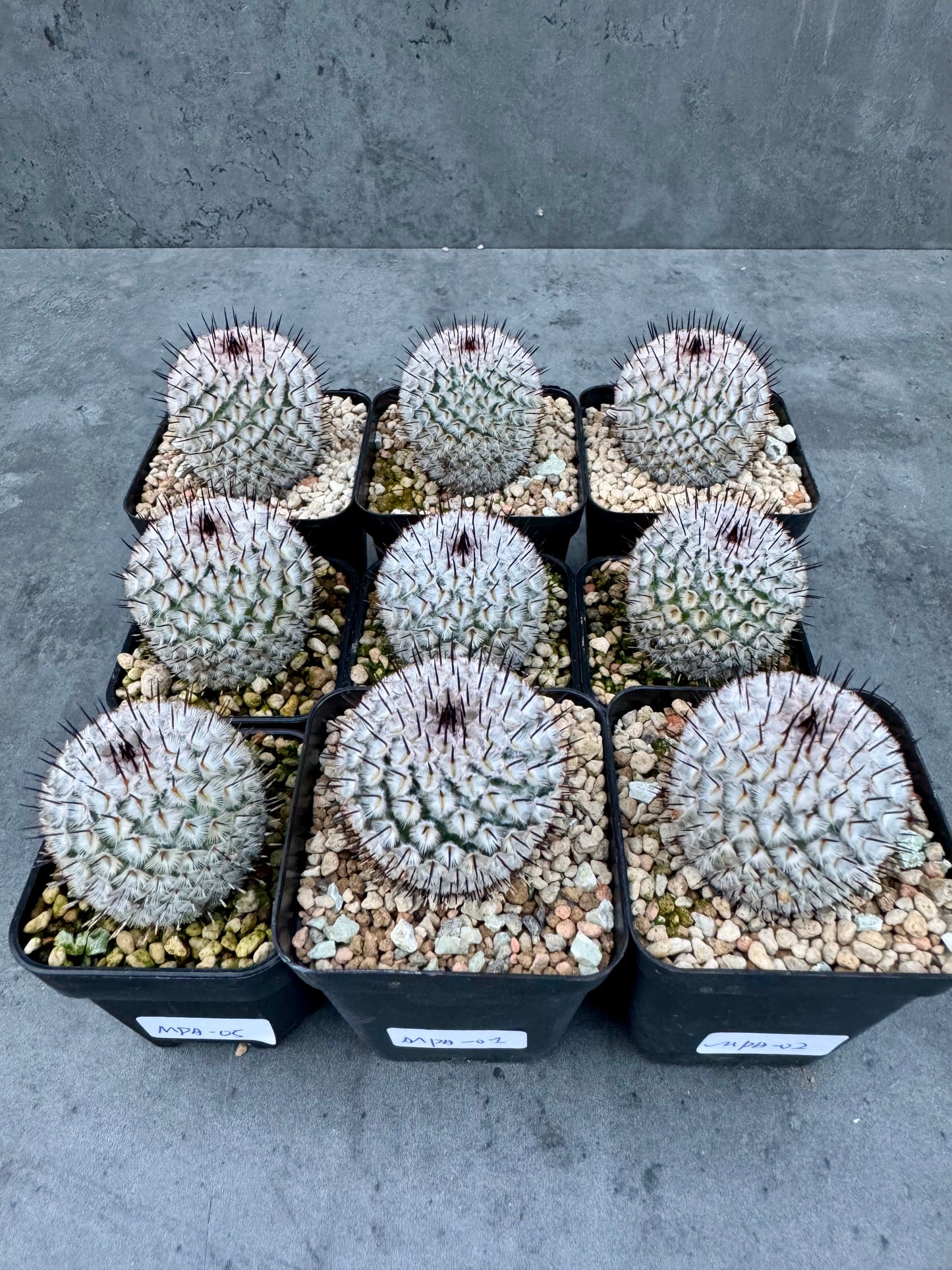 Mammillaria perezdelarosae subsp. andersonii