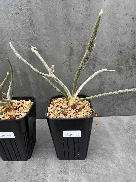 Astrophytum caput-medusae wurzelecht!