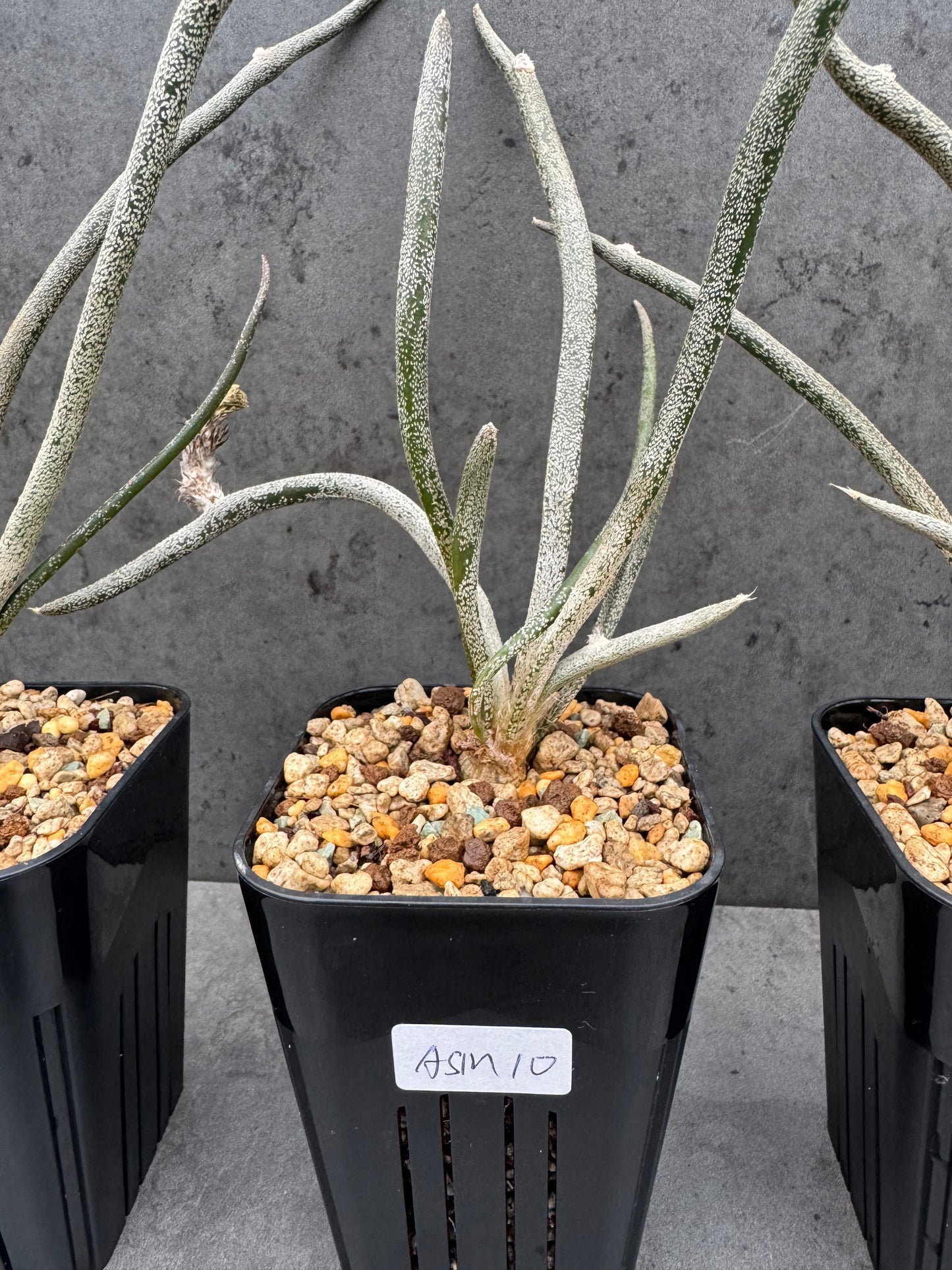 Astrophytum caput-medusae wurzelecht!