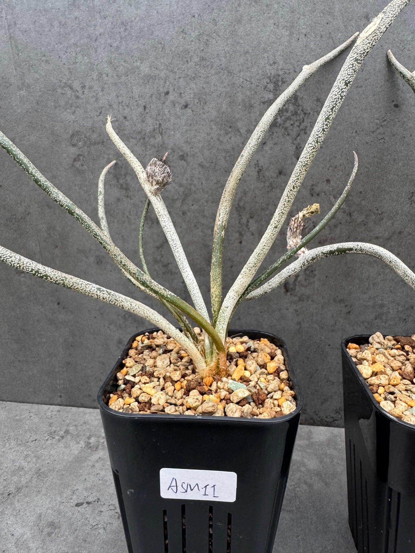 Astrophytum caput-medusae wurzelecht!