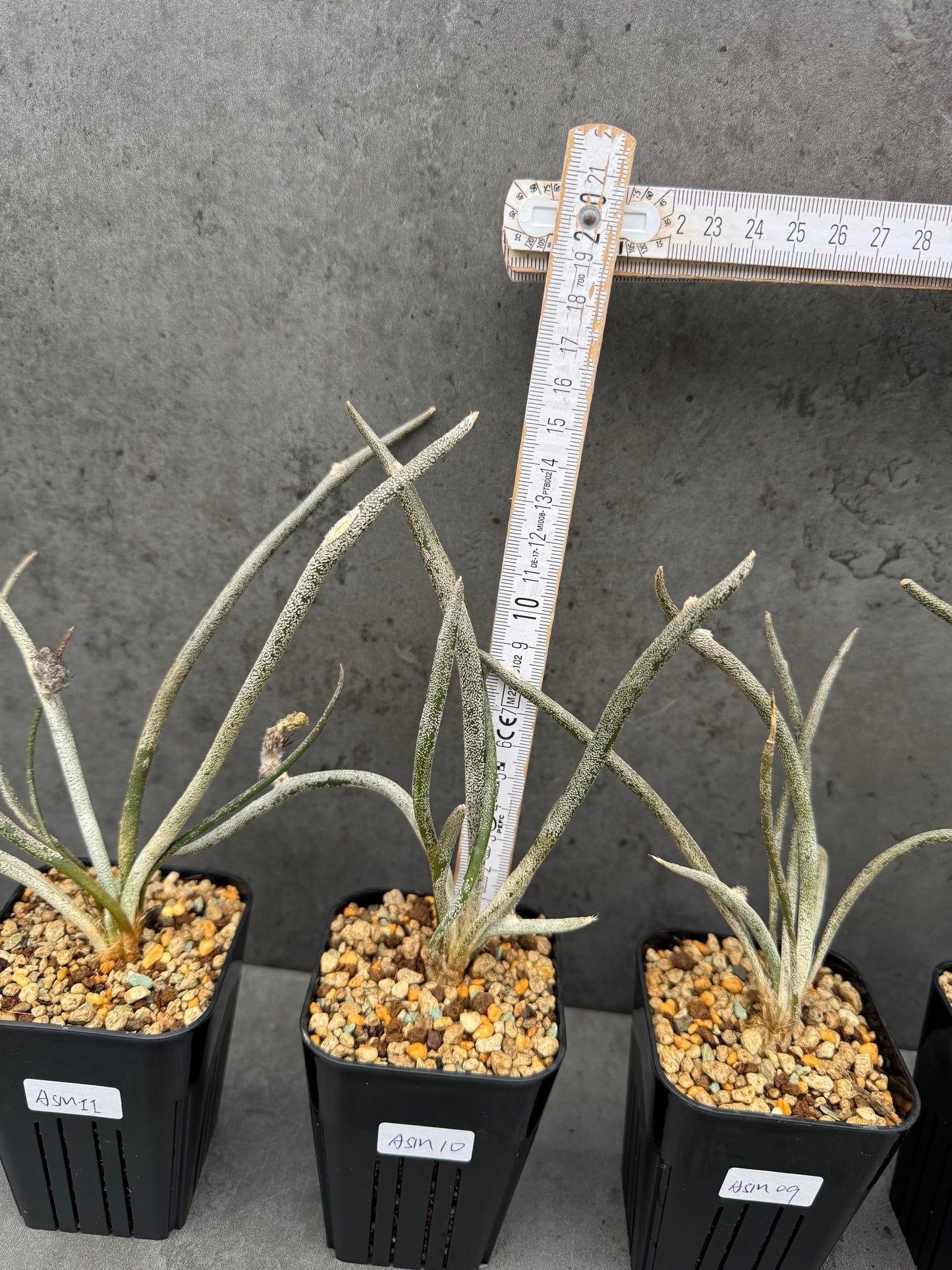 Astrophytum caput-medusae wurzelecht!