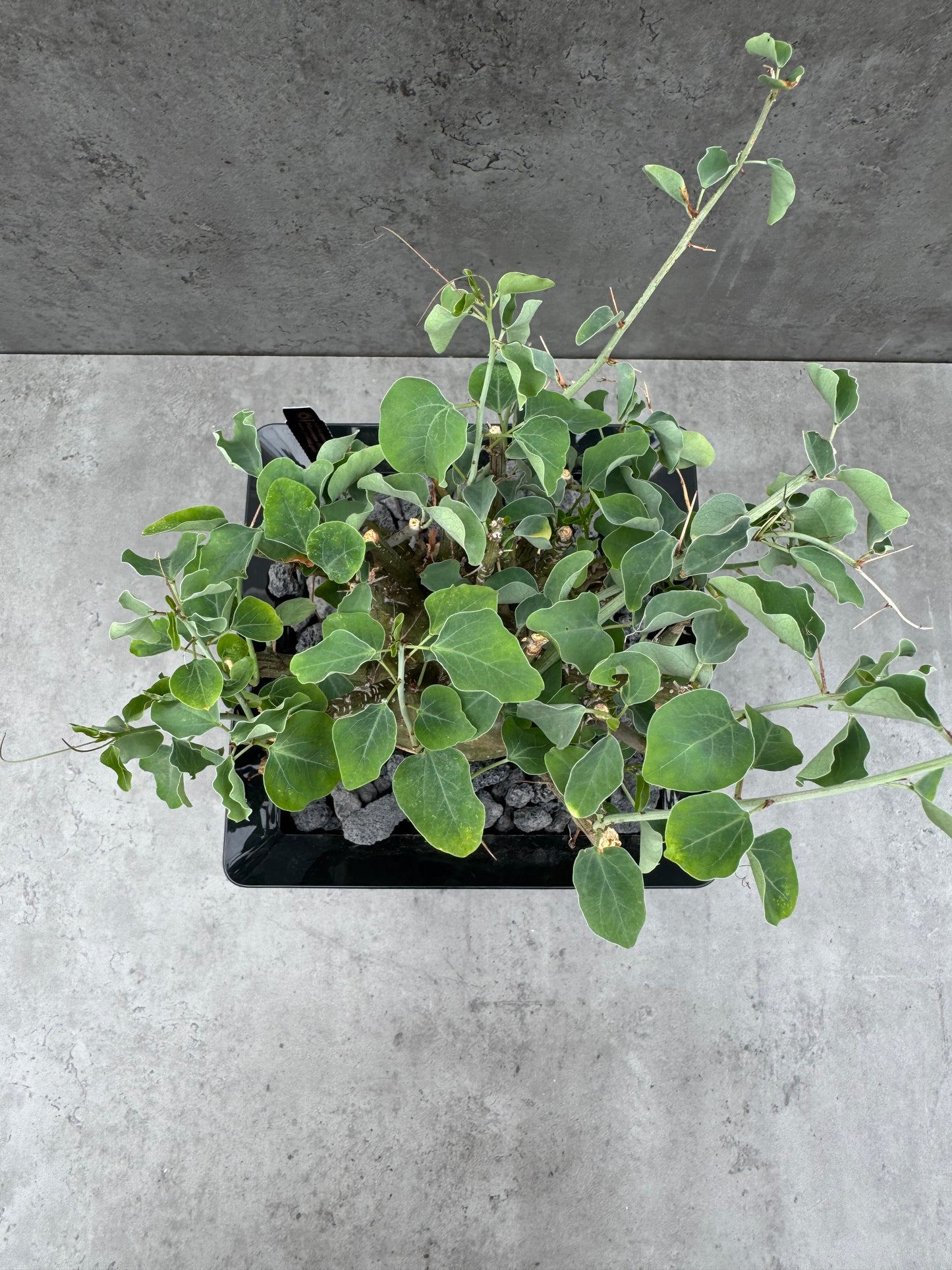 Adenia spinosa