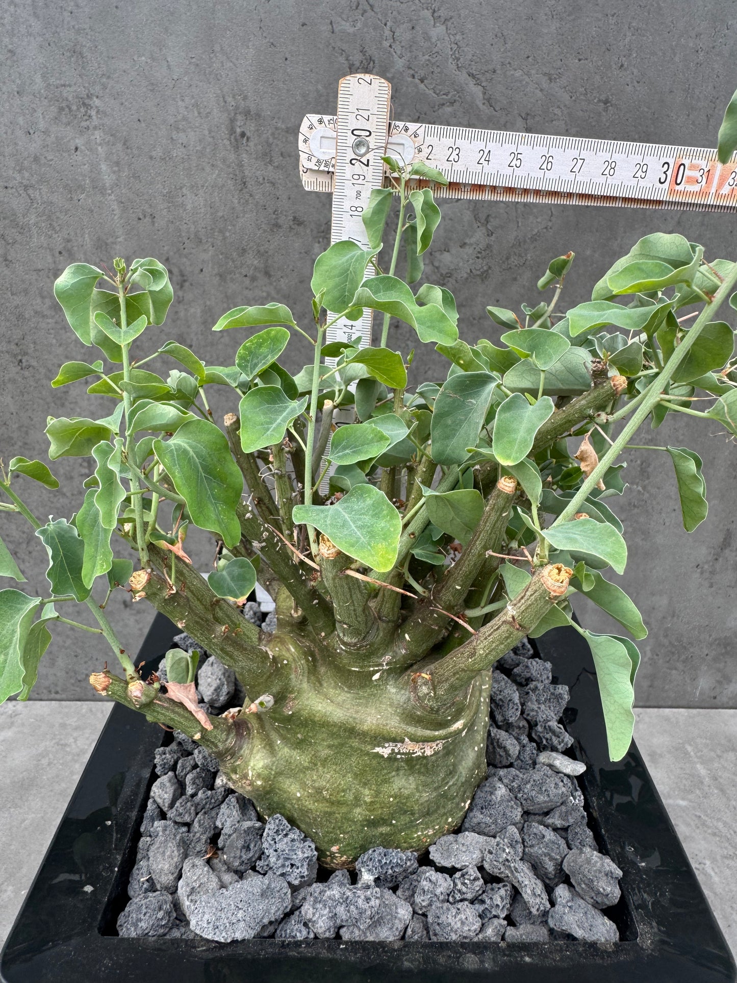 Adenia spinosa