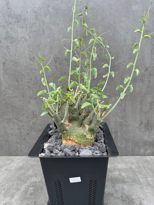 Adenia spinosa
