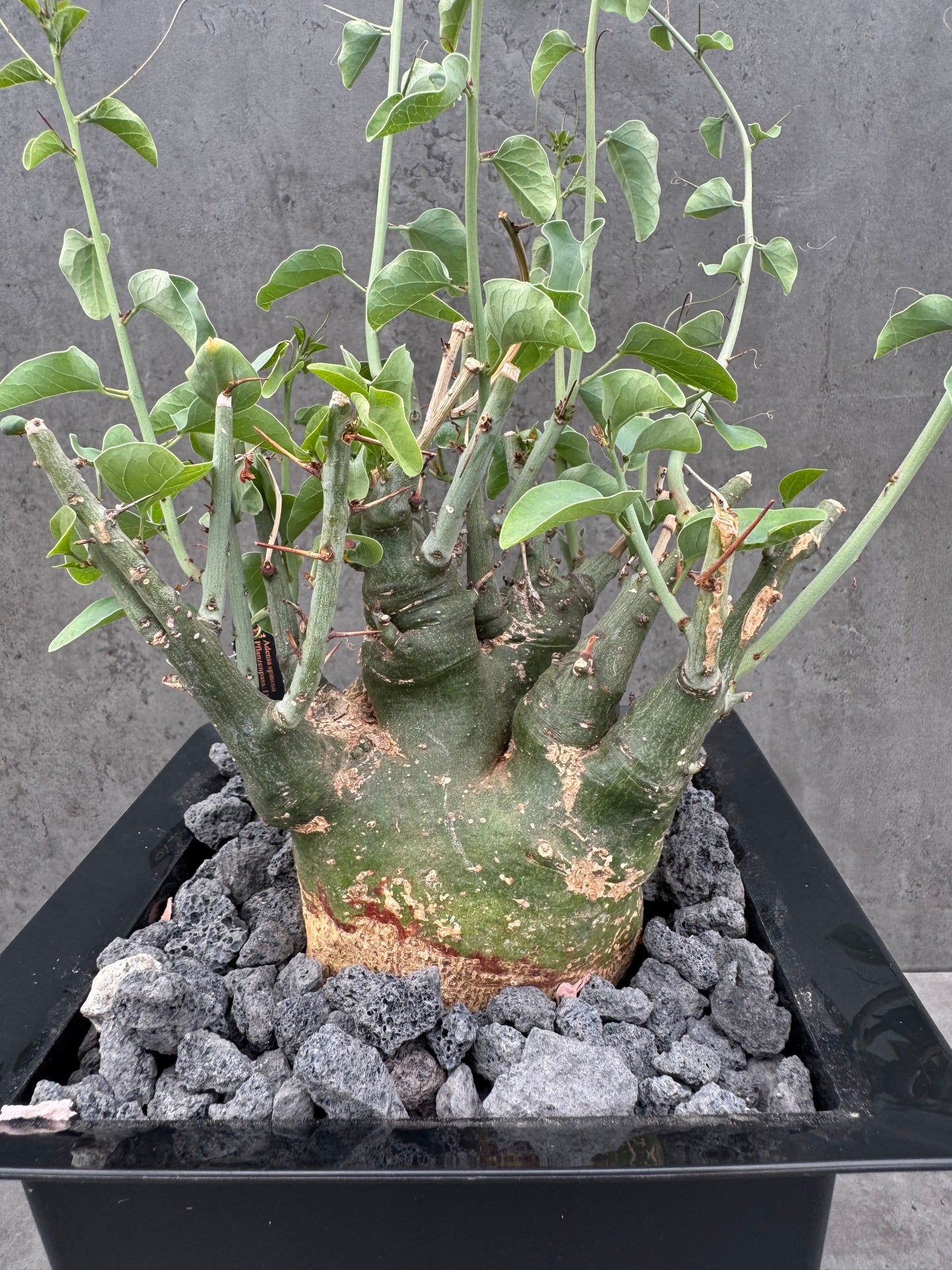 Adenia spinosa