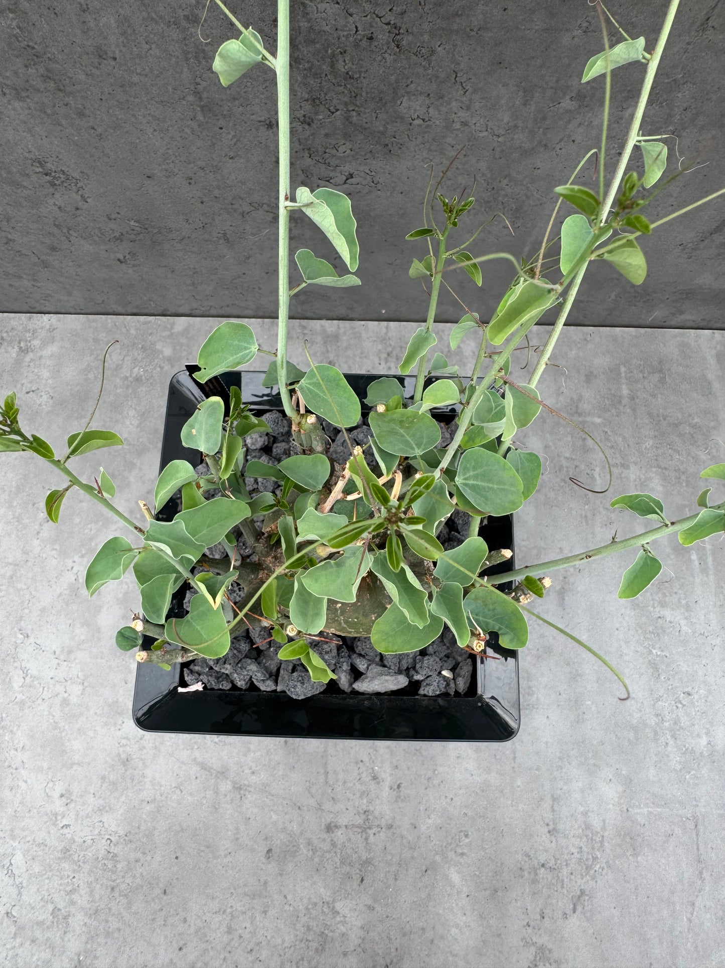 Adenia spinosa