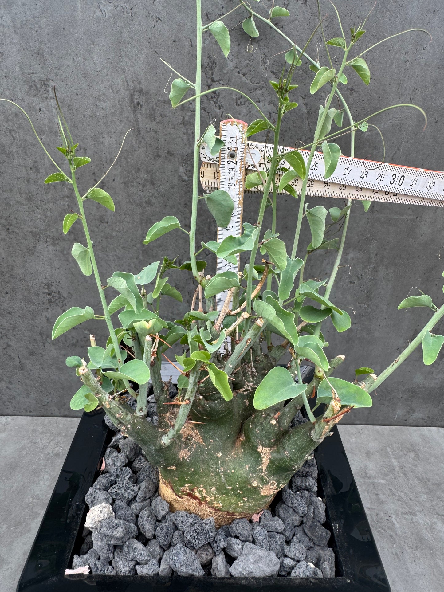 Adenia spinosa