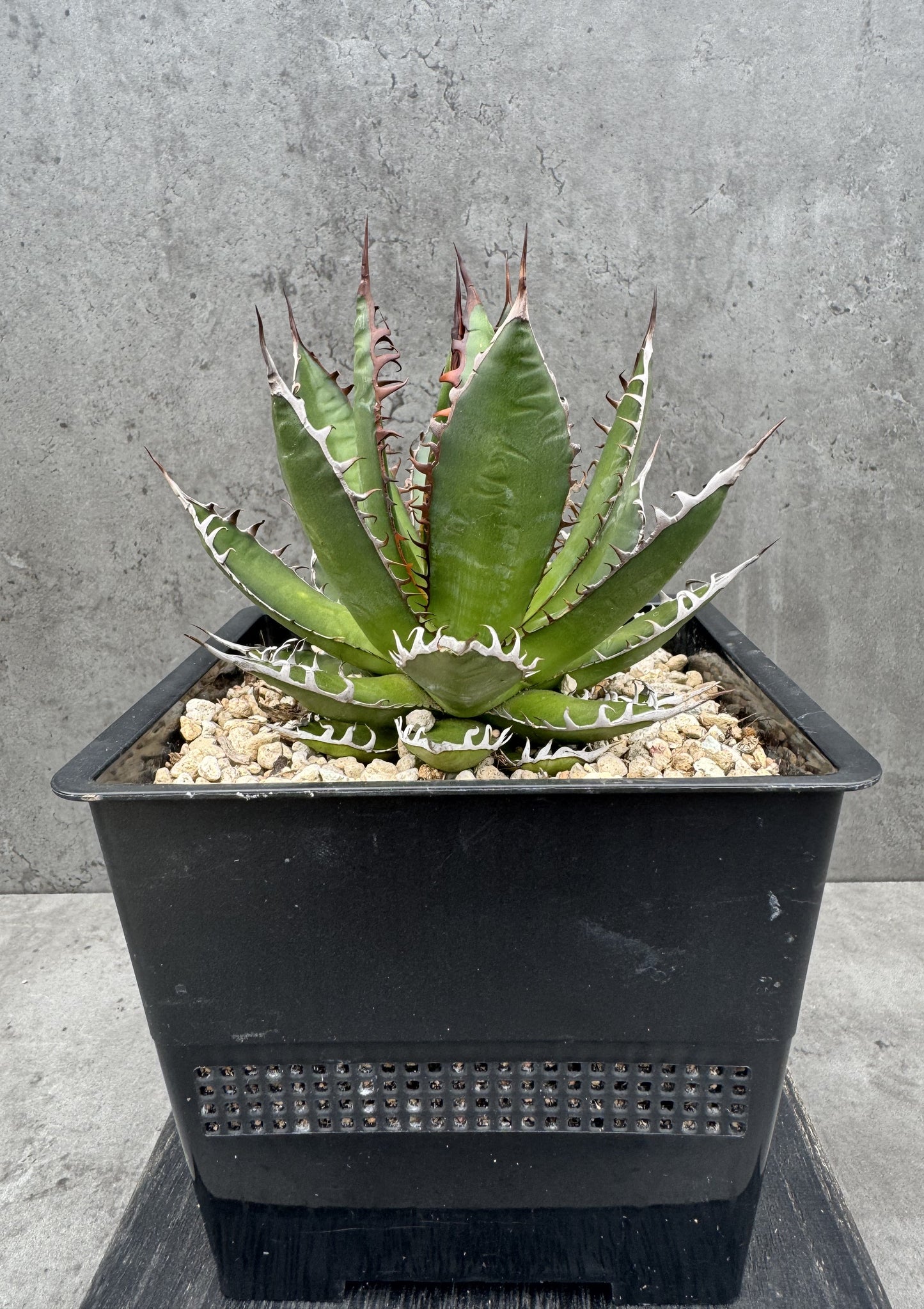 Agave horrida Dwarf