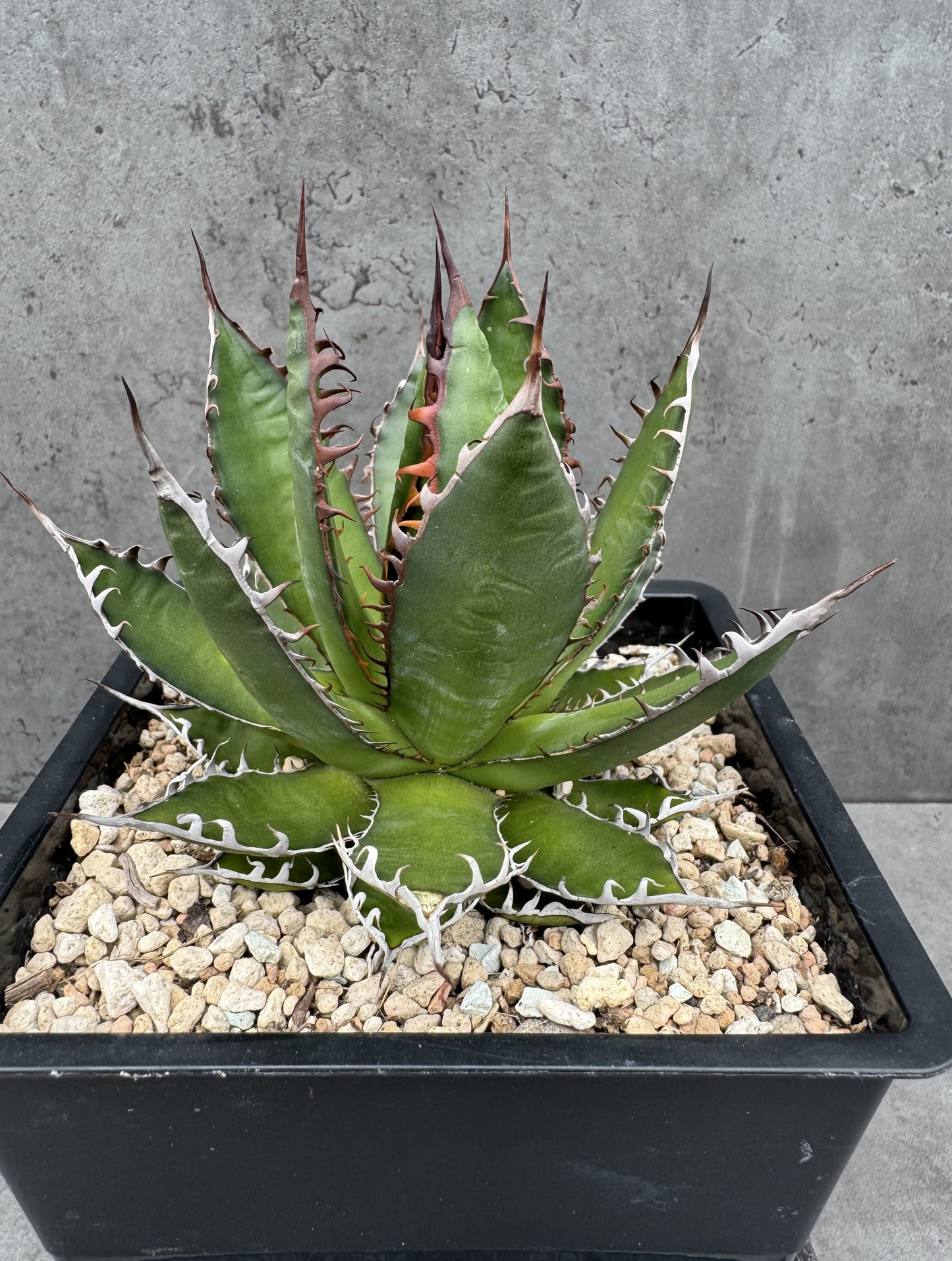 Agave horrida Dwarf