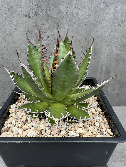 Agave horrida Dwarf