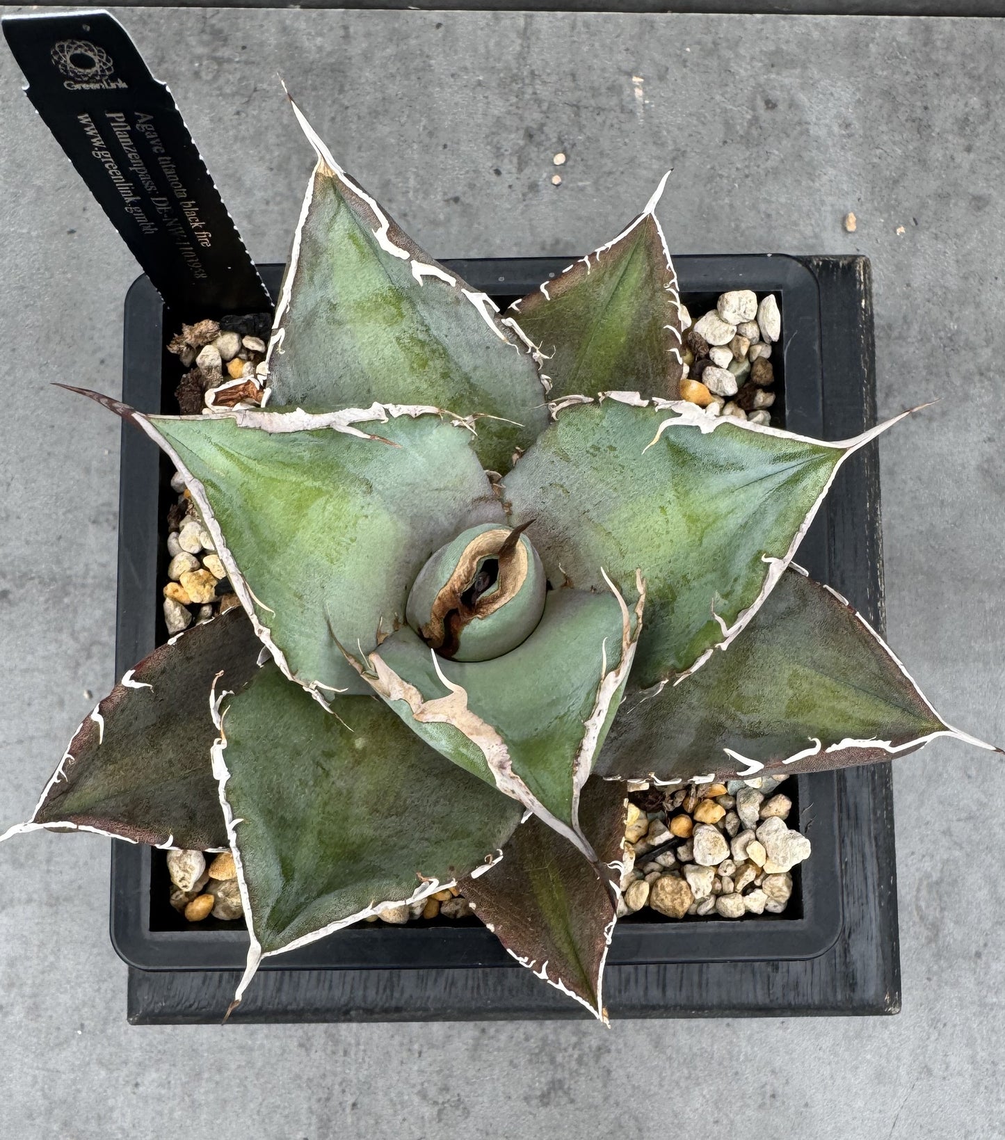 Agave titanota cv. black fire