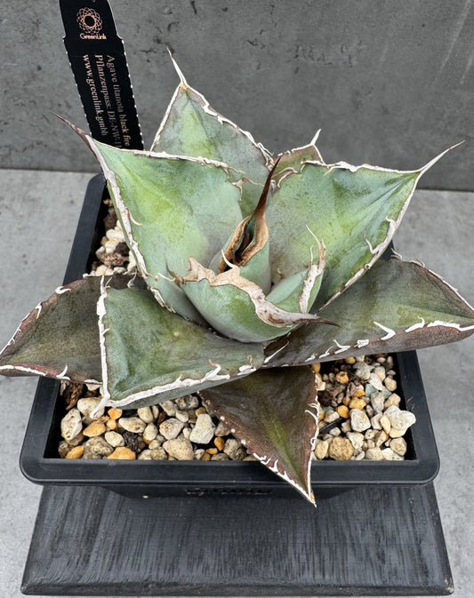Agave titanota cv. black fire