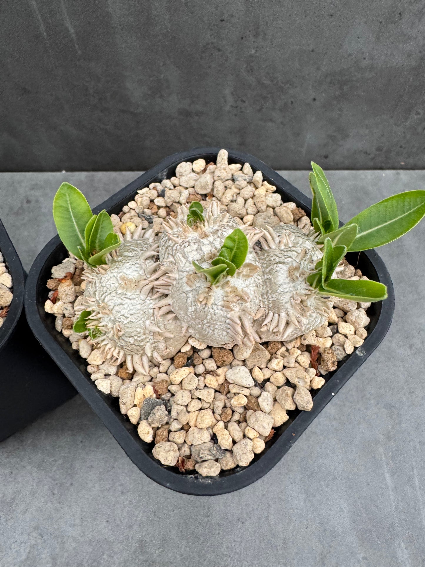 Pachypodium Brevicaule - Medium