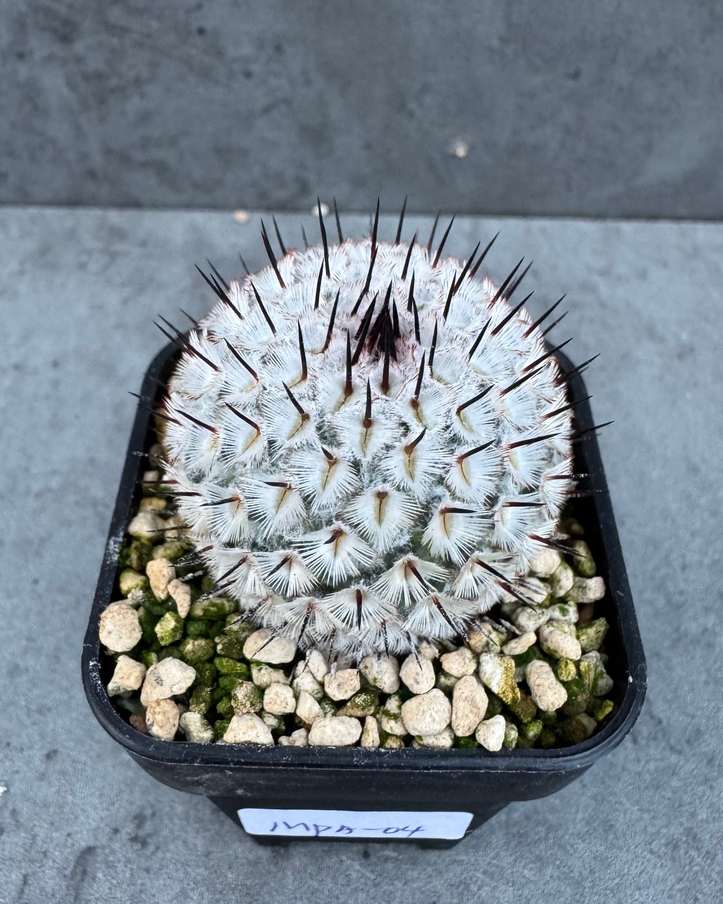 Mammillaria perezdelarosae subsp. andersonii