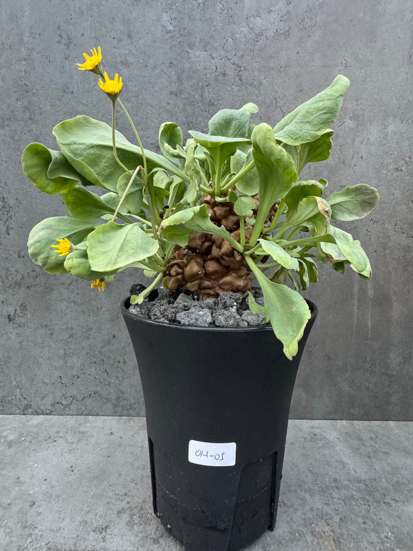 Othonna herrei - große Pflanzen