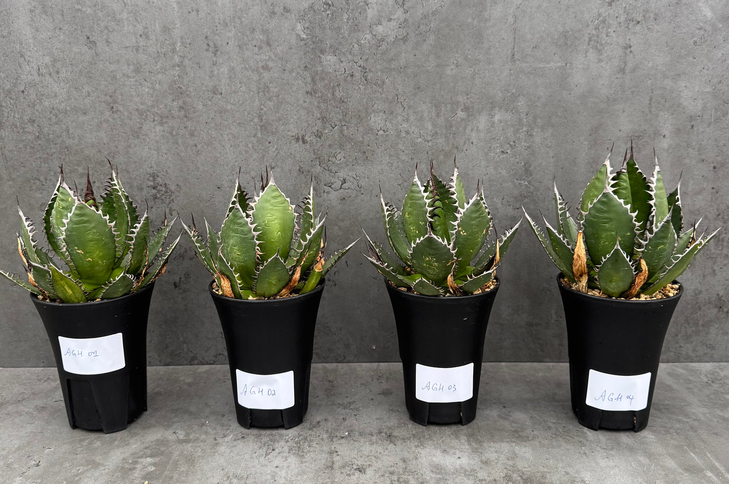 Agave horrida