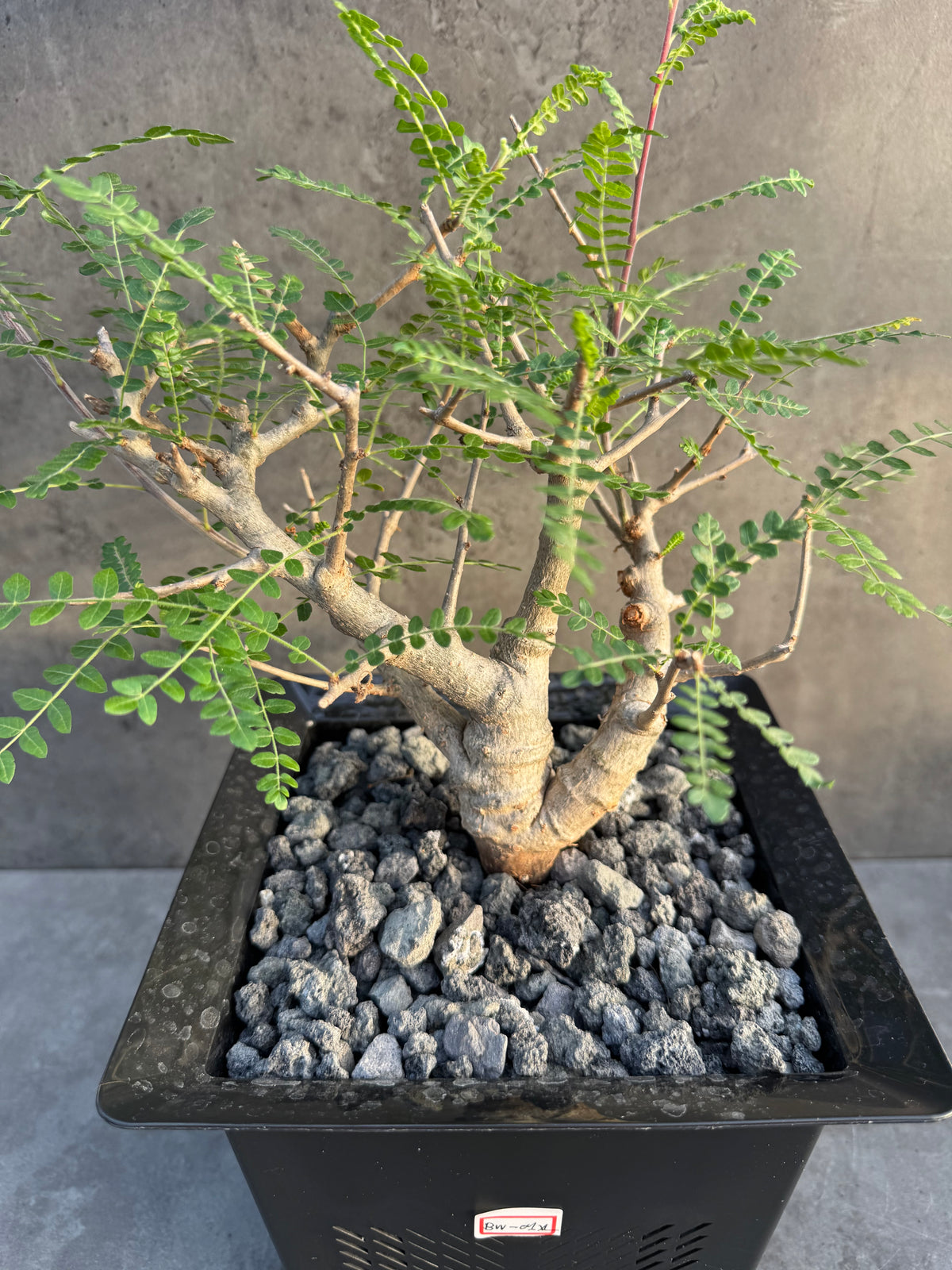 Boswellia neglecta – Afrikanischer Weihrauchbaum - XL Exemplar