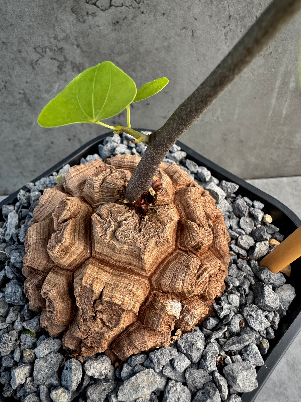 Dioscorea elephantipes – vollständig bewurzeltes Exemplar – Dio-07