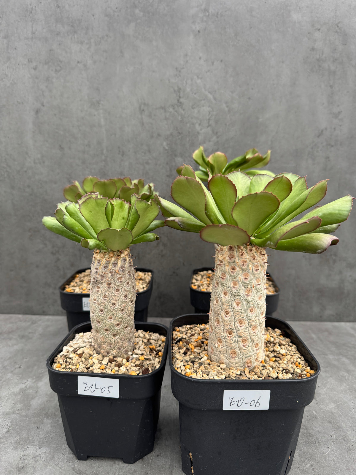 Euphorbia unispina