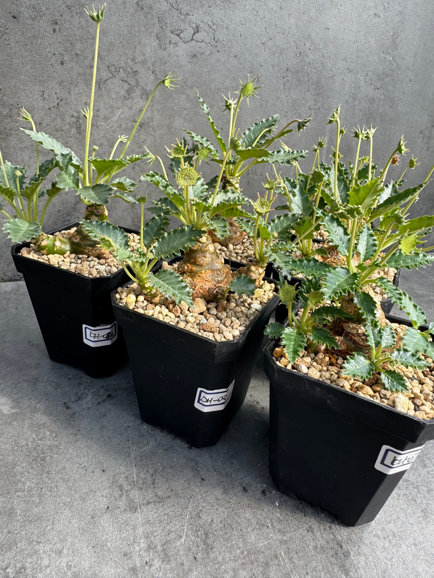 Dorstenia horwoodii