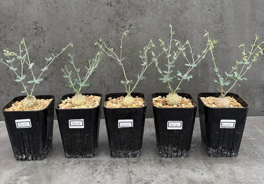 Euphorbia globulicaulis - Blühfähig
