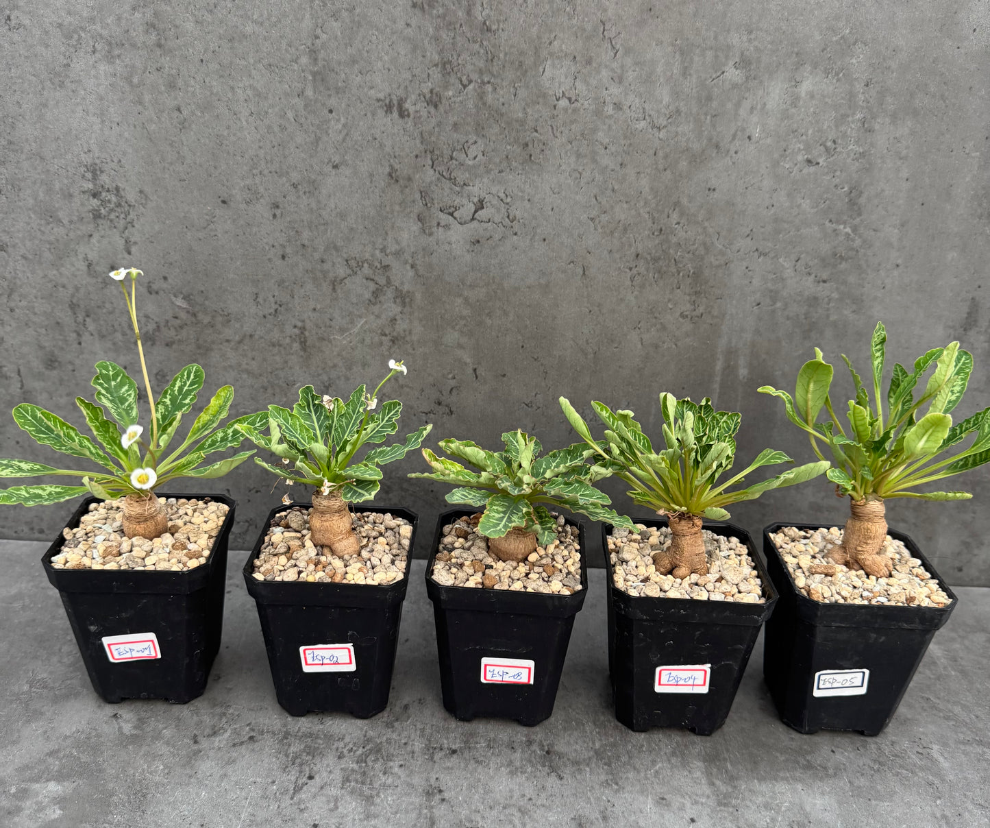Euphorbia Spannringii fishbone