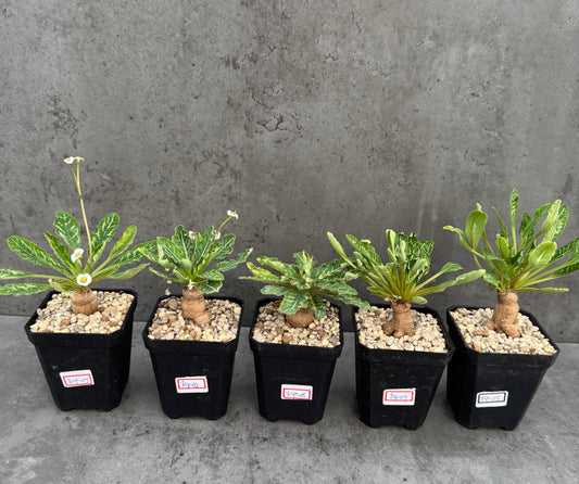 Euphorbia Spannringii fishbone