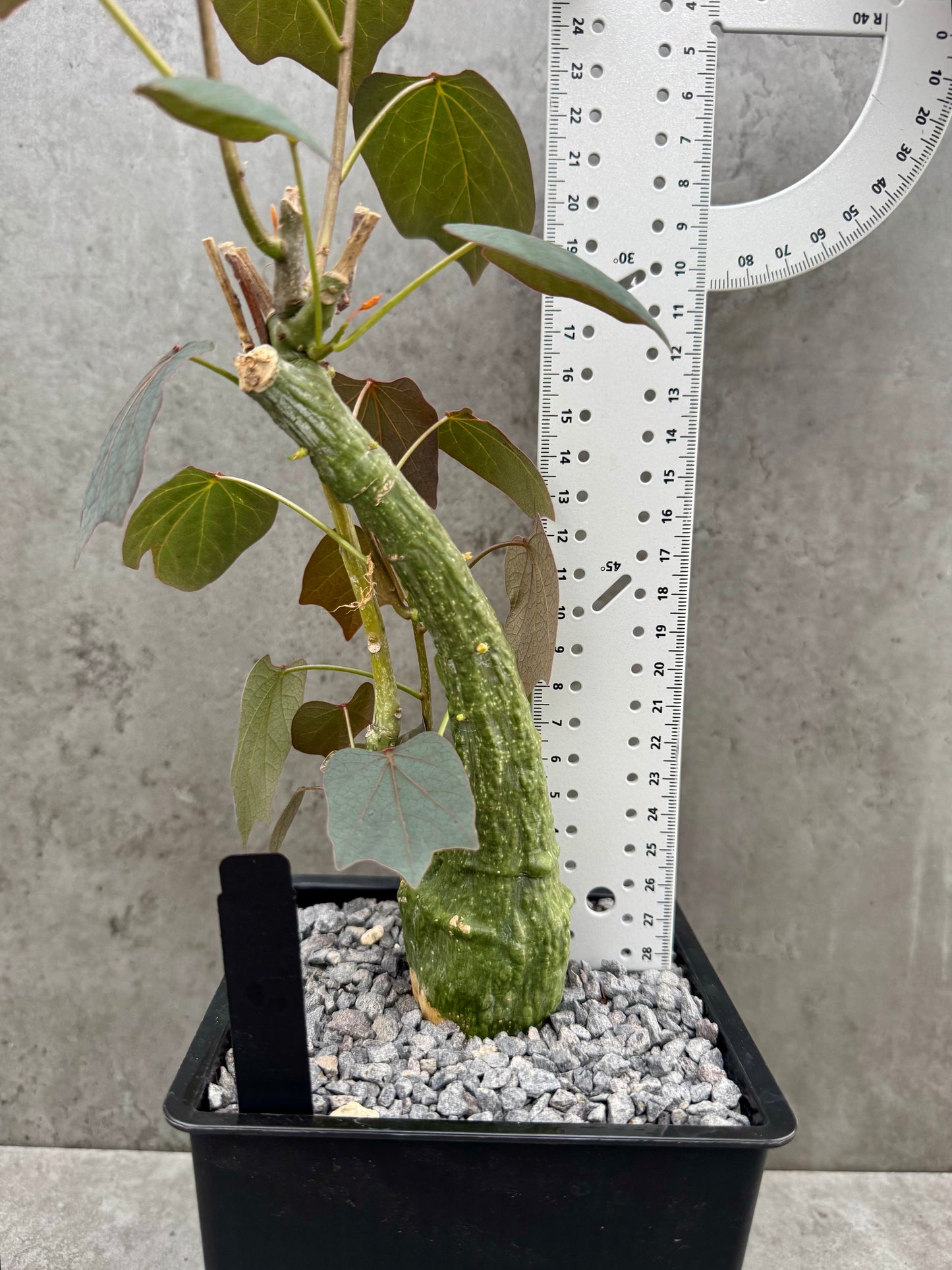 Adenia stylosa - red leaf
