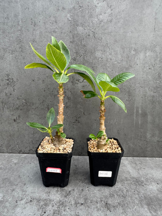 Pachypodium windsorii