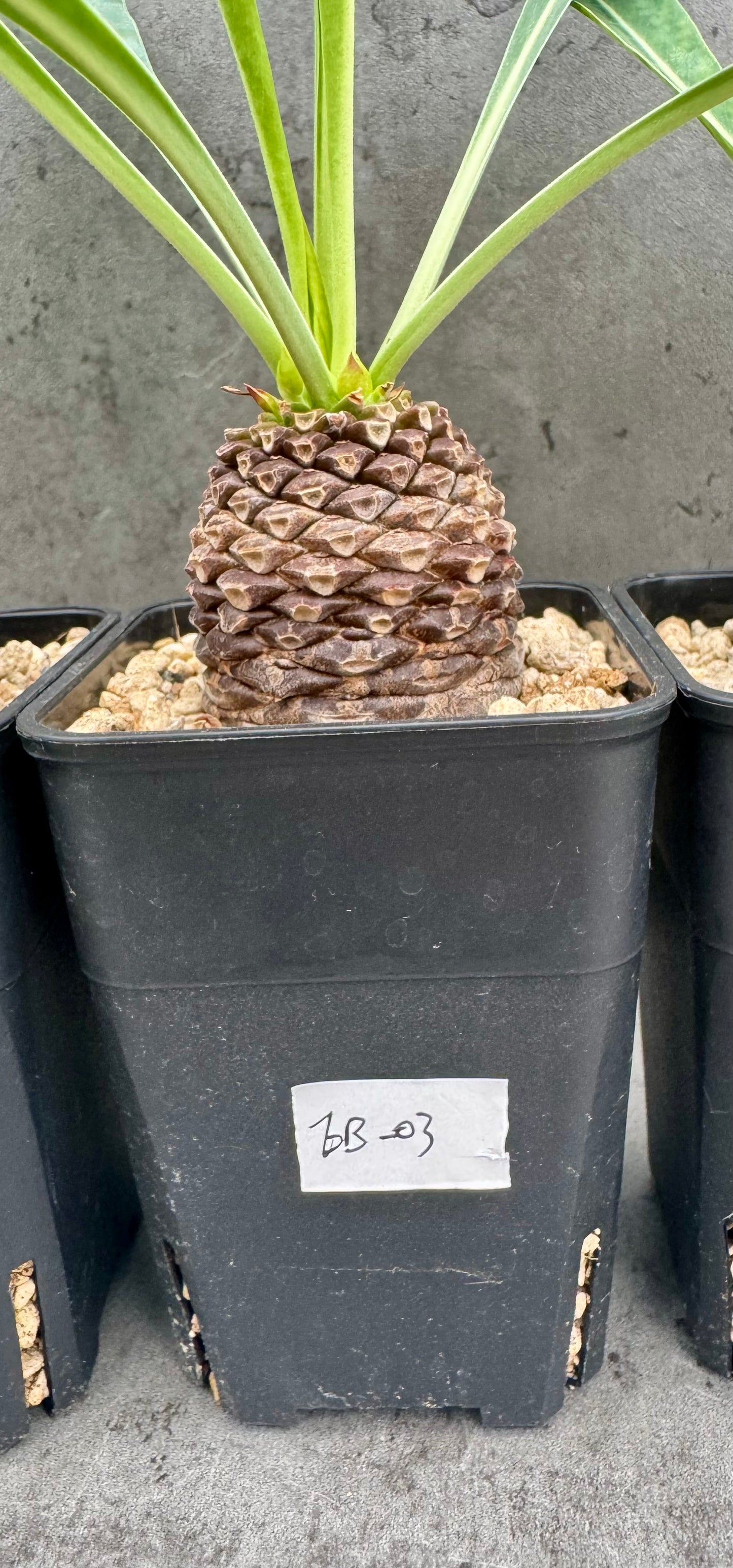 Euphorbia bupleurifolia – Exklusive Caudexpflanze mit Palmen- & Ananasoptik