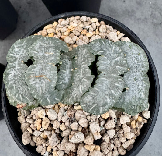 Haworthia truncata cv. Polar bear