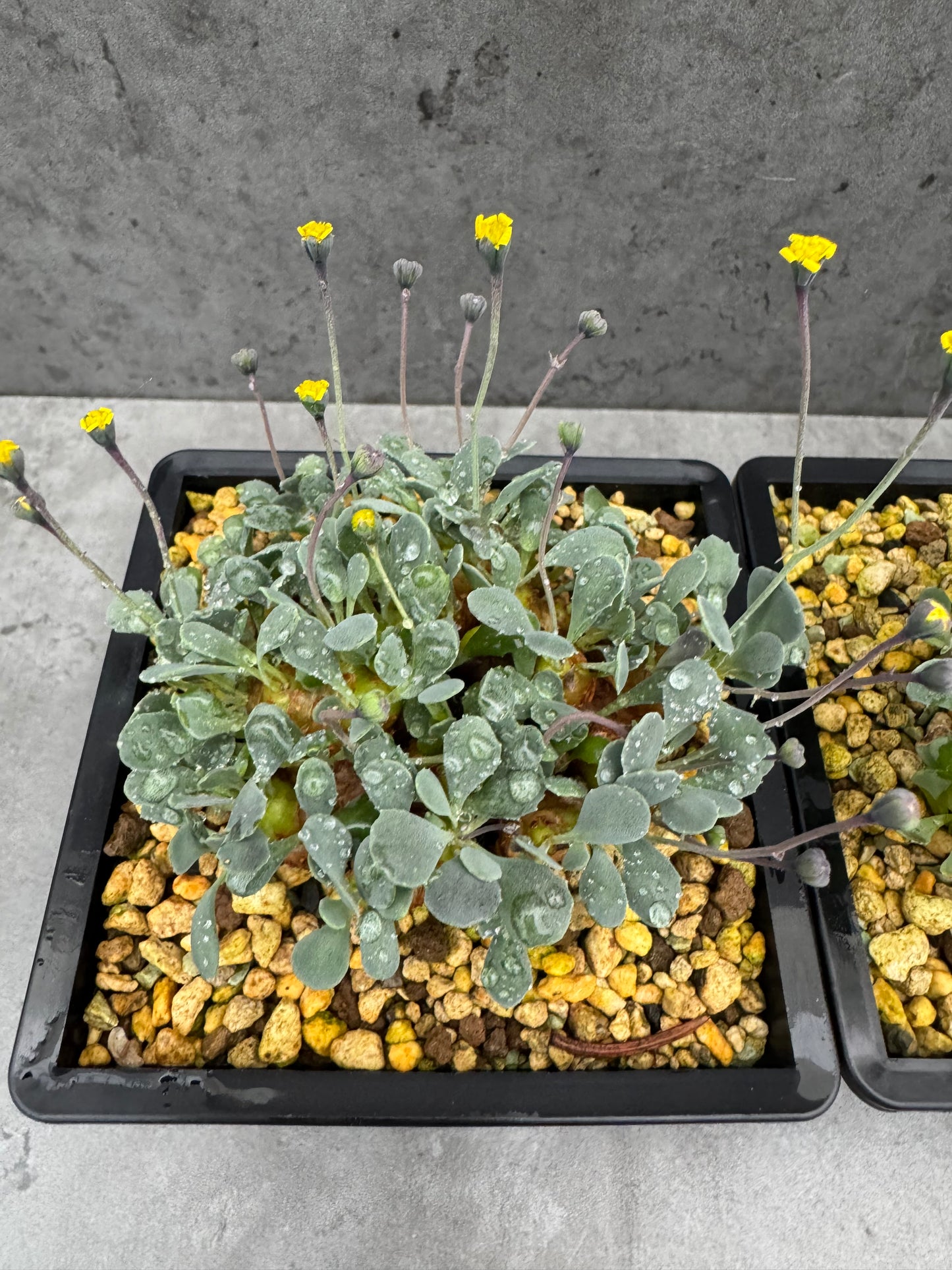 Othonna cacalioides - XXL Exemplar