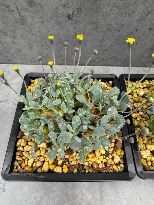 Othonna cacalioides - XXL Exemplar