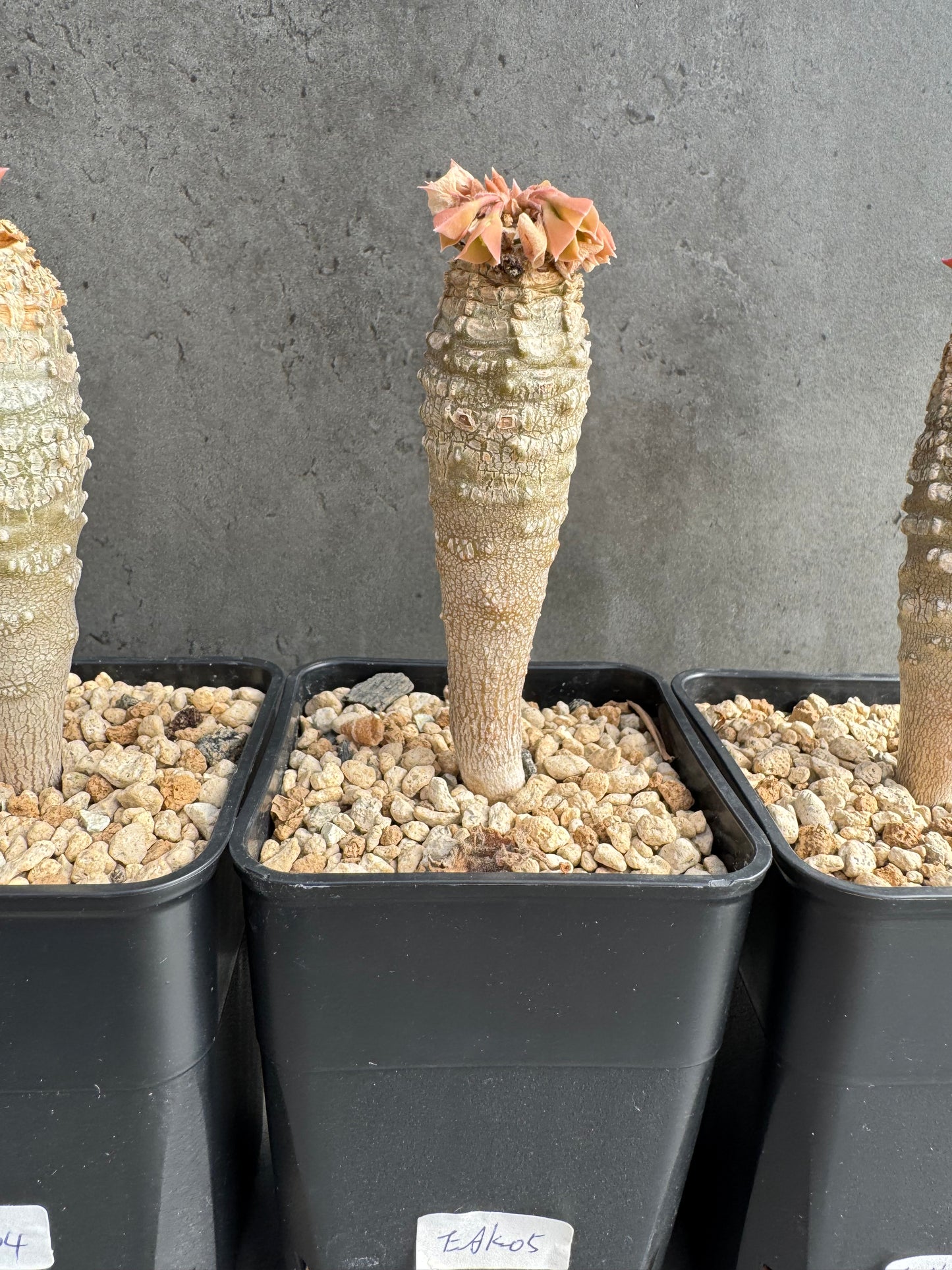 Euphorbia ankarensis