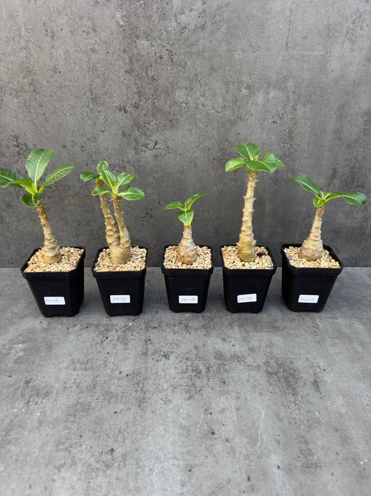 Pachypodium windsorii