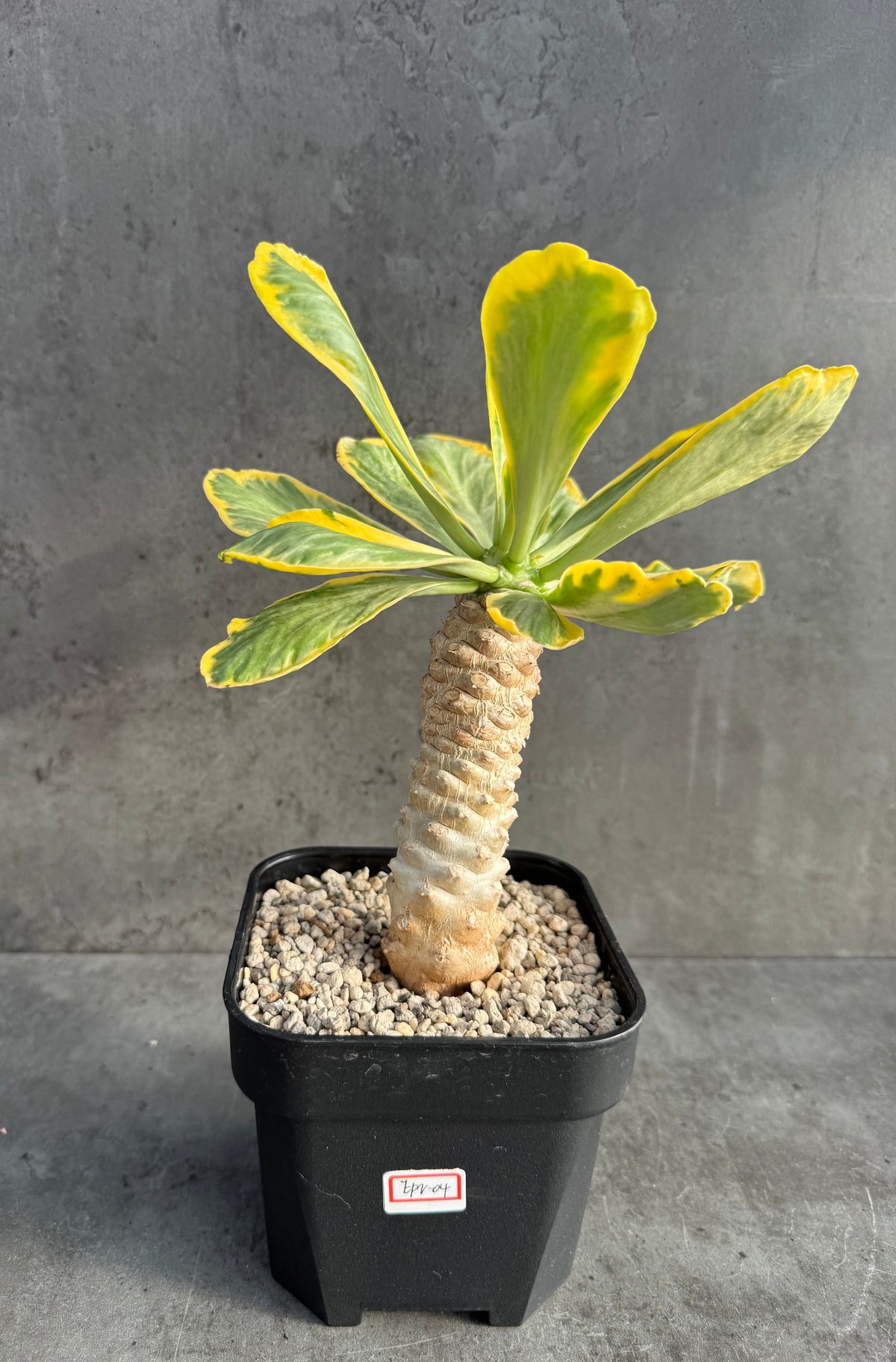 Euphorbia poissonii variegata - Wurzelechte Exemplare