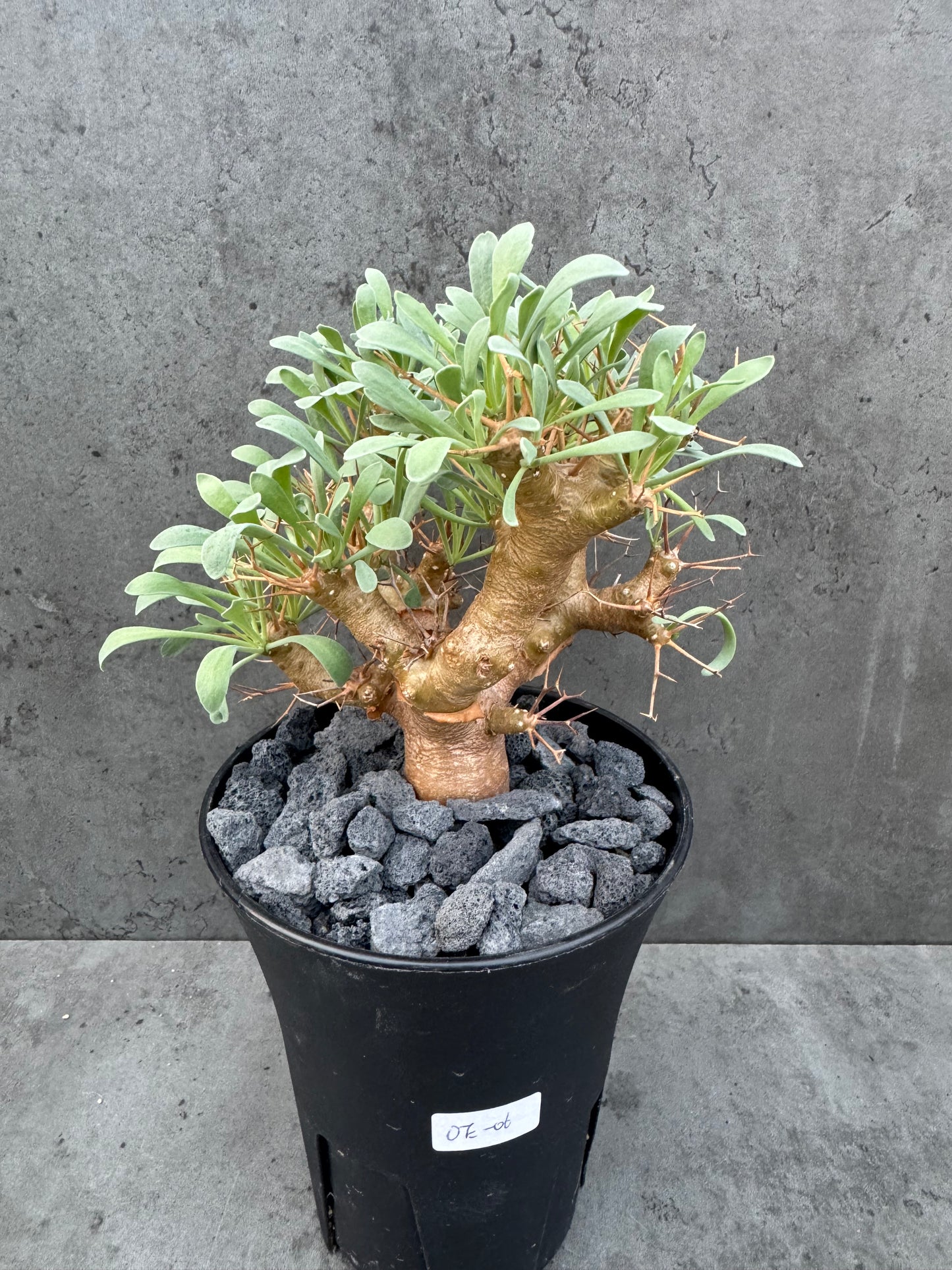 Othonna euphorbioides - große Pflanzen