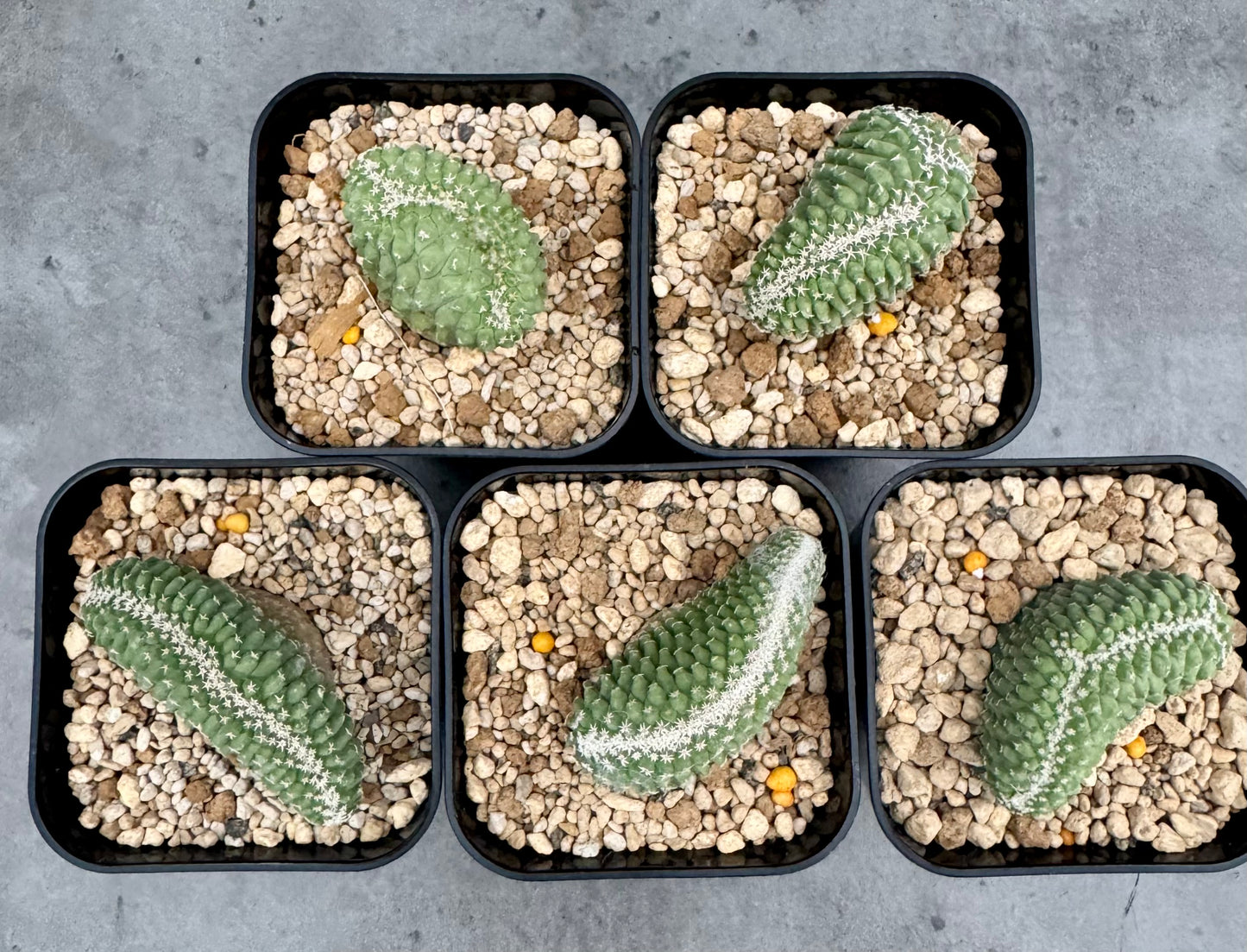 strombocactus disciformis f cristata