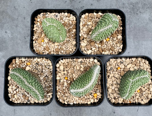 strombocactus disciformis f cristata