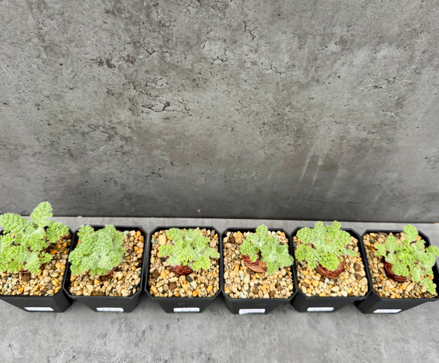 Pelargonium appendiculatum