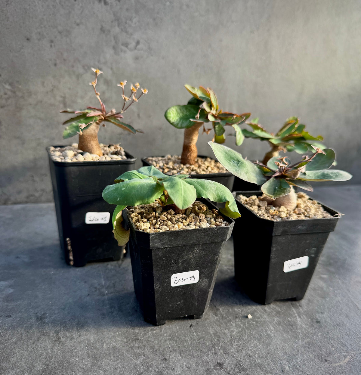 Euphorbia moratii