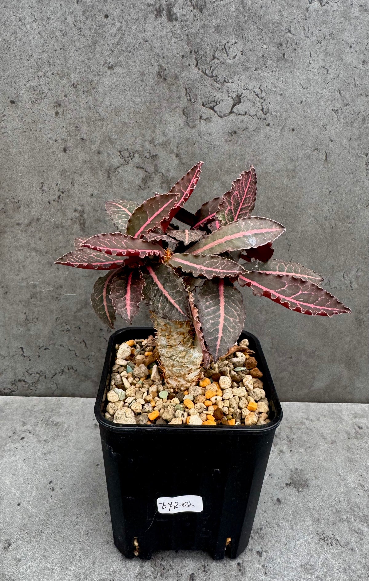 Euphorbia francoisii var. crassicaulis 'Rubrifolia' – robust kultiviert in rein mineralischem Substrat.