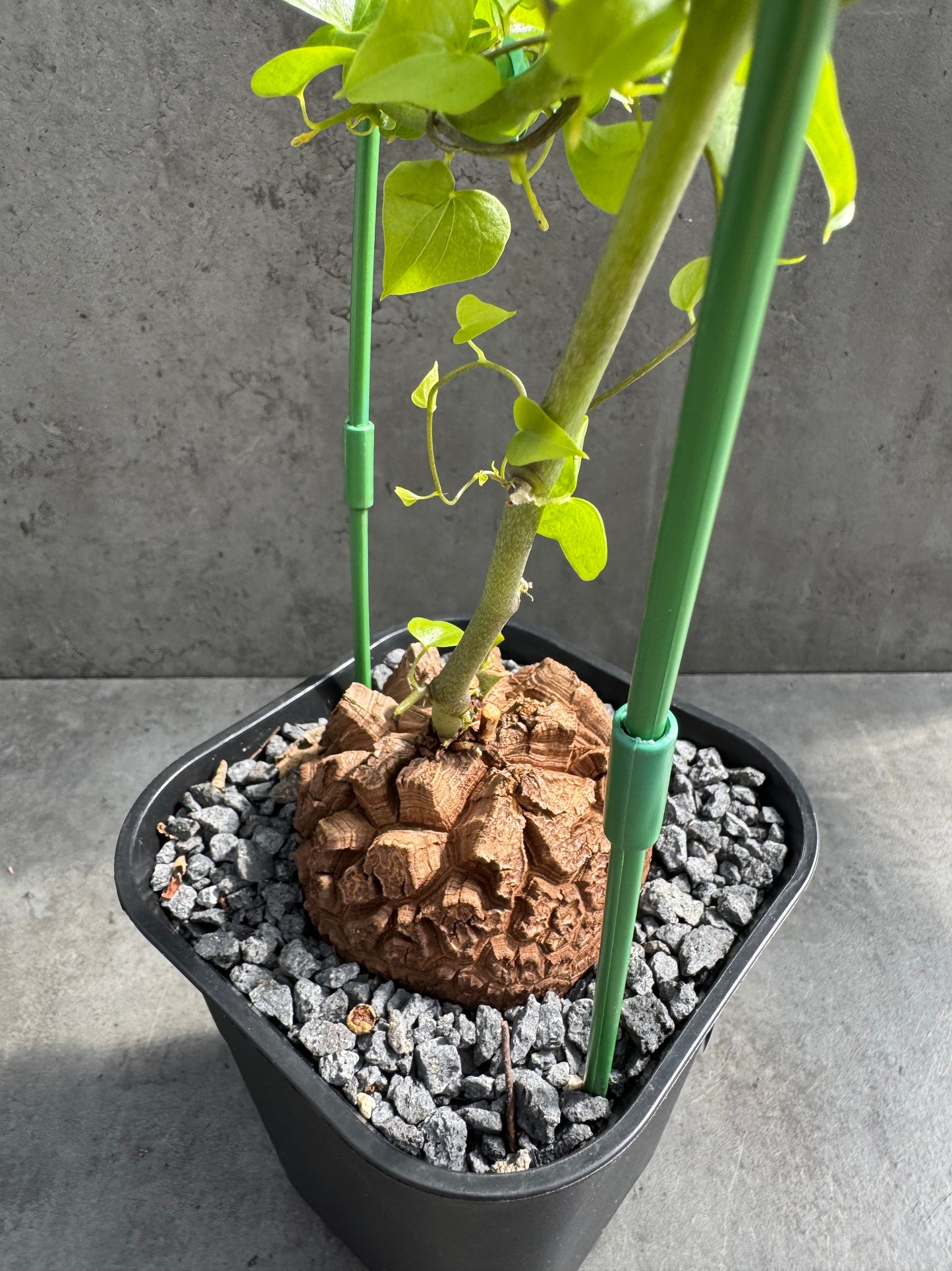 Dioscorea elephantipes – vollständig bewurzeltes Exemplar – Dioe-06