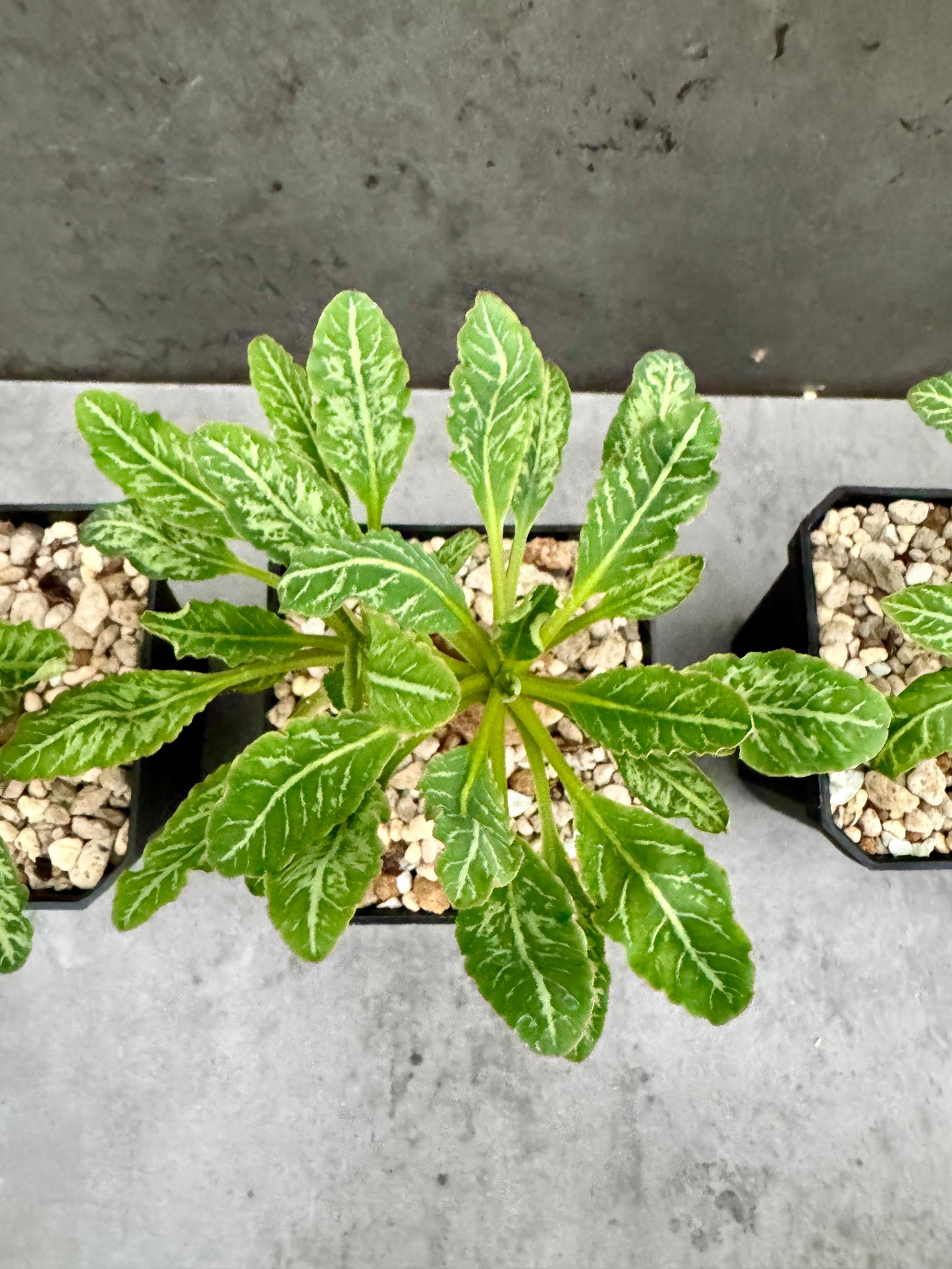 Euphorbia Spannringii fishbone