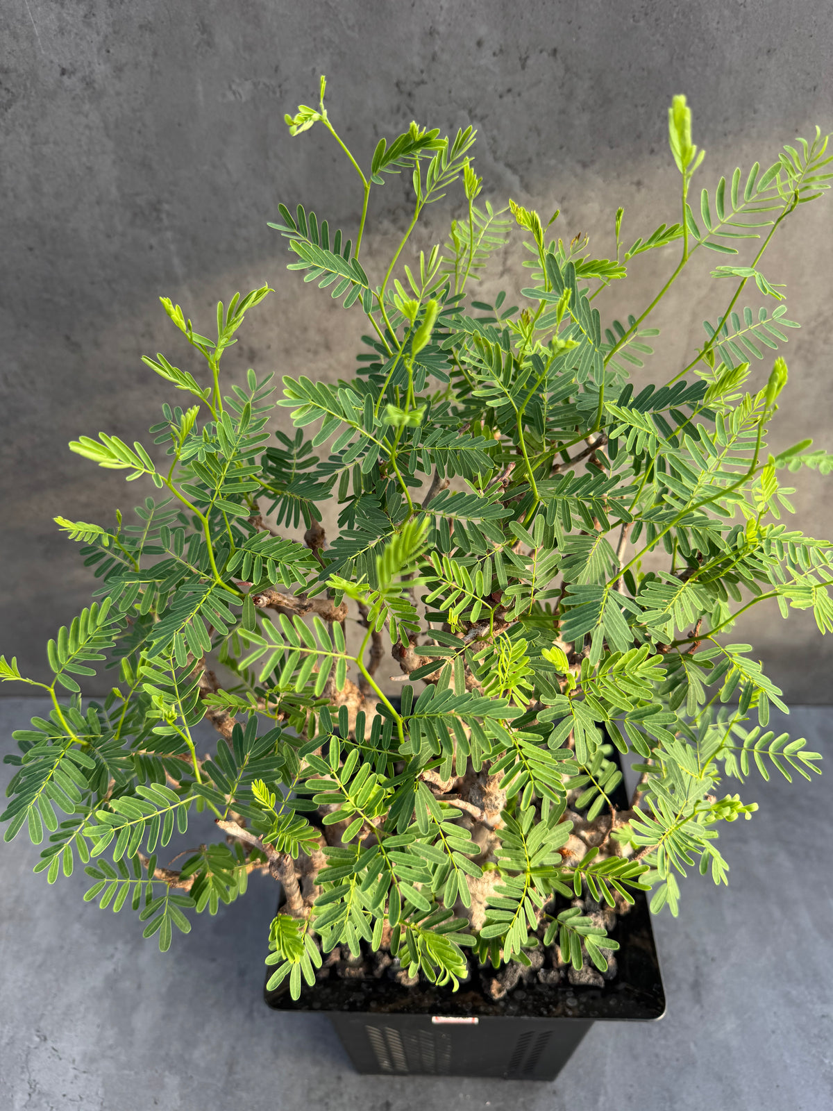 Senna meridionalis XXL - ein exklusives Exemplar!