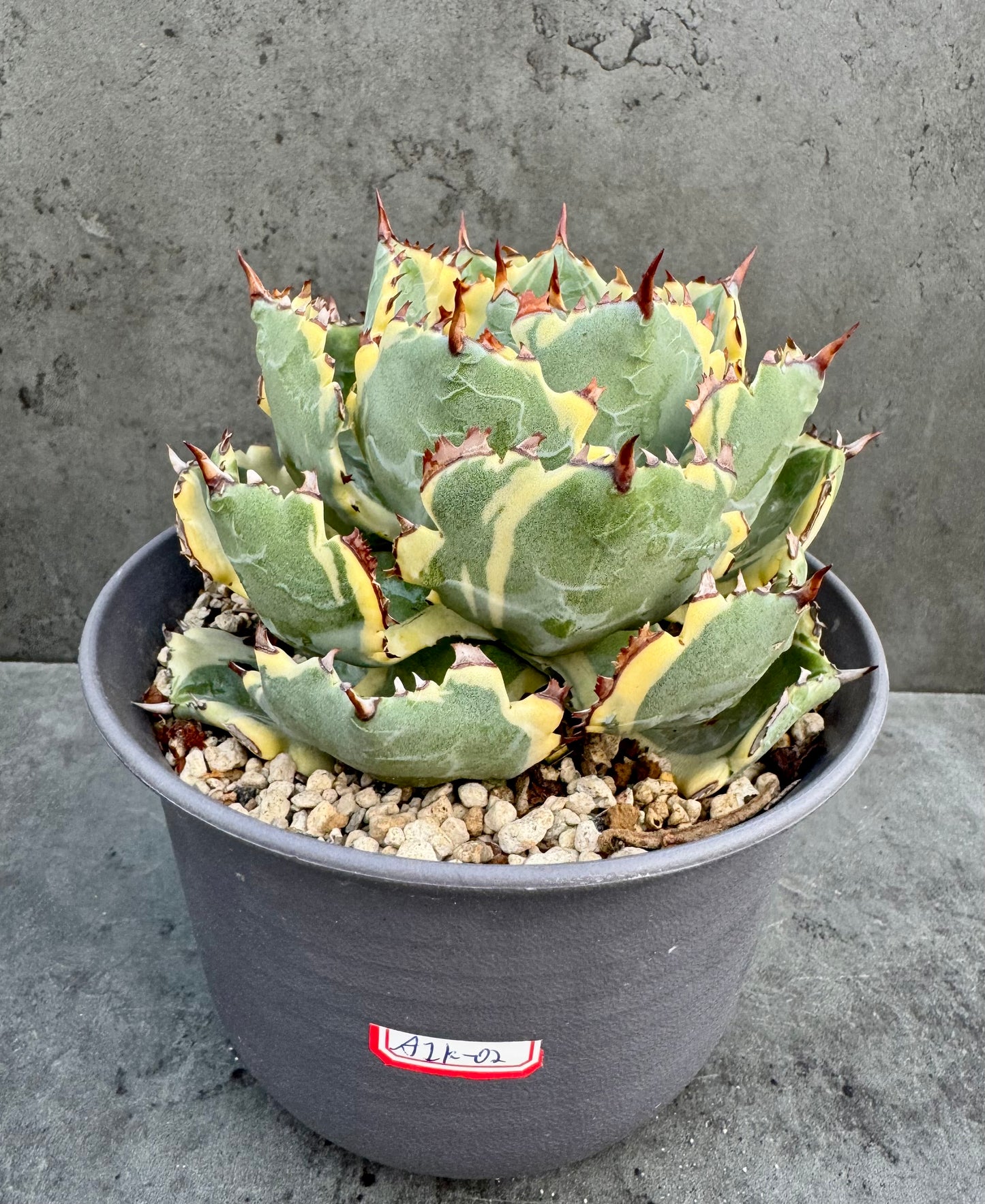 Agave isthmensis kabutogani - Freilandkultur