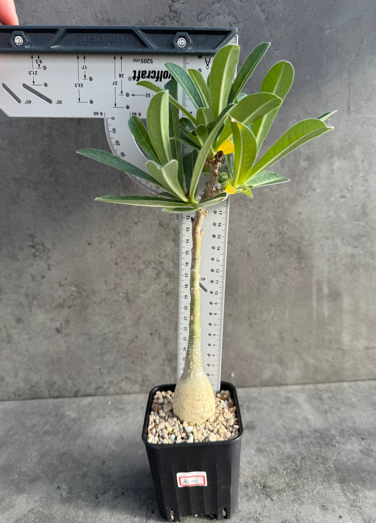 Adenium swazicum